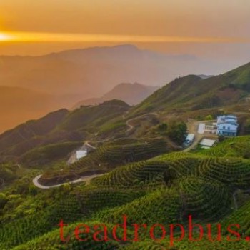 The Cha-an Court Introduces 10 Robust Measures to Protect the Prestigious "Phoenix Dancong (Song) Tea" Brand