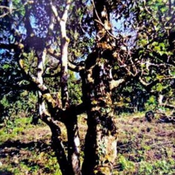 Tea Fragrance in Xishuangbanna: The Famous Pu-er Mountain – Mangsong Baotang