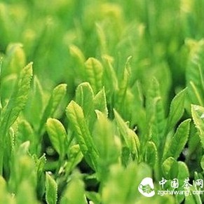 Daily Inventory of the Benefits of Tea Polyphenols for the Human Body