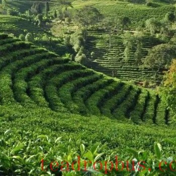 Fusion Development of the First, Second, and Third Industries on Ancient Tea Mountains: An Overview of the History and Culture of Menghai Pu-er Tea