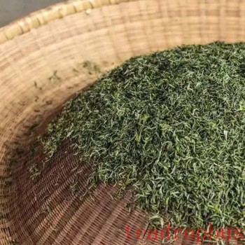What is the temperature for drying green tea?