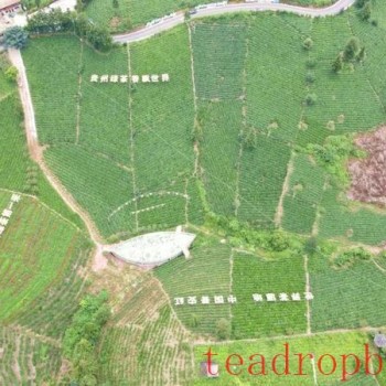 A Leaf with an Inviting Fragrance—Good News for the Pu-an County Tea Industry Once Again