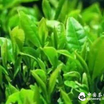 Green Tea to Be Made into the Latest Anti-Cancer Drug: Multiple Benefits of the 'Super Beverage'