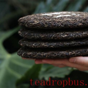 Puer Tea: Should You Choose Raw or Ripe for Weight Loss?