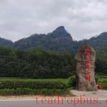 Fujian Wuyishan: Ecological Tea Gardens Move Forward into a New Era, Writing a New Chapter in Rural Revitalization