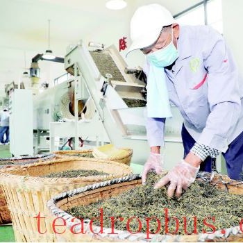 Integrating Agriculture and Strengthening the Tea Industry to Increase Farmers- Income