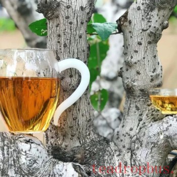 Cooling off the Heat, Never Without a Cup of White Tea