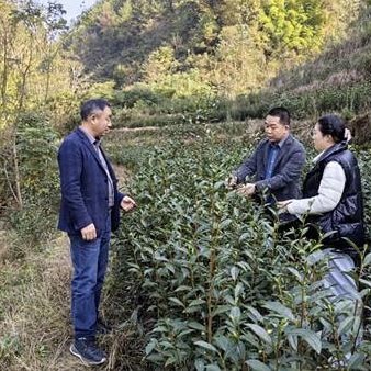 Chongqing-s Agricultural Technology Station Tea Experts Provide Winter and Autumn Tea Garden Management Guidance in Wanzhou
