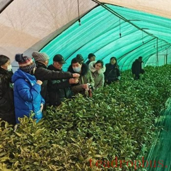Linyi: Provincial Tea Industry Technology System Conducts Cold Resistance Trials and Demonstrations for Tea Plants in Feixian County