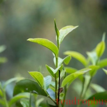 Tea Aroma Through The Millennia: Exploring Its History