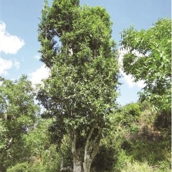 The History of Tea Planting and Drinking Among the Ethnic Groups in Yongchang
