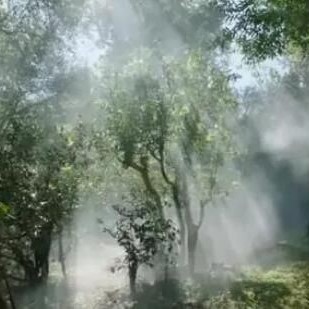 "Abundant Confidence in &#8216;Jingmai Mountain,- Testing New Tea with Fresh Fire"