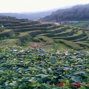 Wudu Town: Focused on Goals, the "Three Concentrations" Drive Comprehensive Development of the Tea Industry