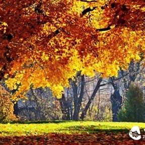 Dried Tangerine Peel Pu-erh, Accompanying You Safely Through the 'Eventful Autumn'