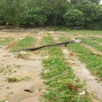 The Super Typhoon Doksuri Strikes: Here’s Your Tea Garden Flood Prevention Guide!