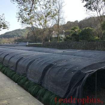 How to Safely Overwinter Tea Gardens? Winter Management Guide for Tea Gardens