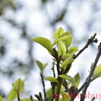 Mengla County: Green Waters and Lush Mountains Fill the Air with the Scent of Tea, Paving a Path to Prosperity Through Industry