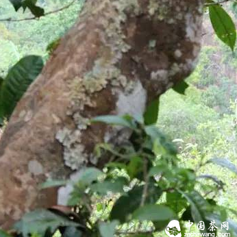 Two Situations of Post-fermentation in Pu-erh Tea