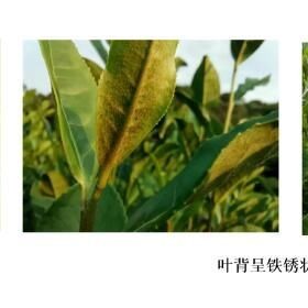 Main Pests in Autumn Tea Gardens and Their Control Measures
