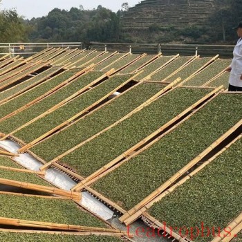 The Withering Craft of White Tea: The Artistry of Delicate Beauty