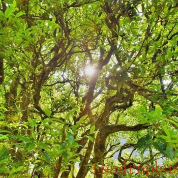Cangjiang River Brings Life to Spring Tea; Original Ancient Trees are "All Good"