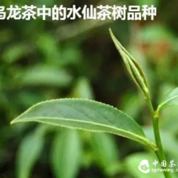 The Narcissus Tea Tree Variety in Oolong Tea