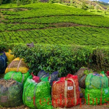 Indian Tea Exports Reach Record High