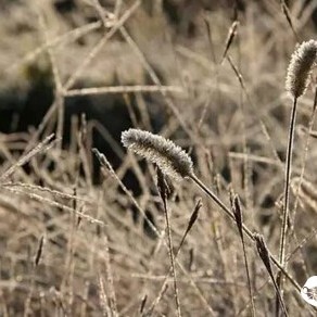 The weather is getting colder, recommending a few seasonal teas for tea friends!