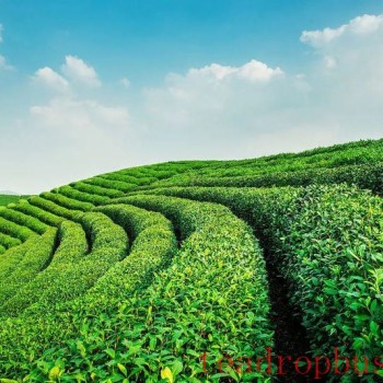 The Impact of Soil Conditioners on Tea Garden Soil Environment and Tea Plant Growth