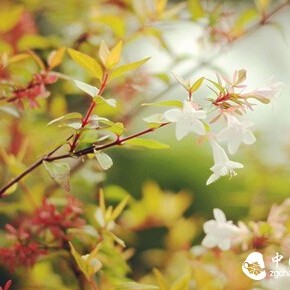 The Secrets You Must Know About the Bitterness and Astringency of Pu-erh Tea