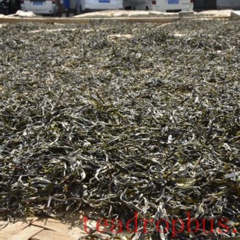 Puer Tea Raw Material Selection Methods