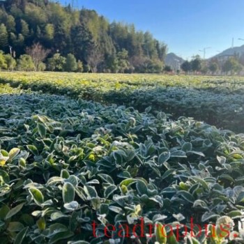 Forecast for Tea Production in Guangdong: Cold Front Next Week, Northern Guangdong Tea Gardens Beware of Low Temperatures and Cold Damage
