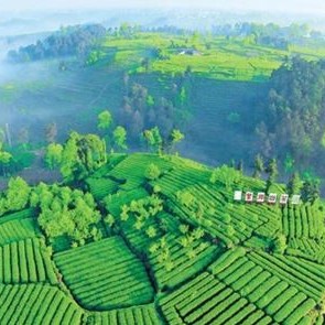 The Legend of Mount Mengding – A Sacred Mountain of World Tea Culture