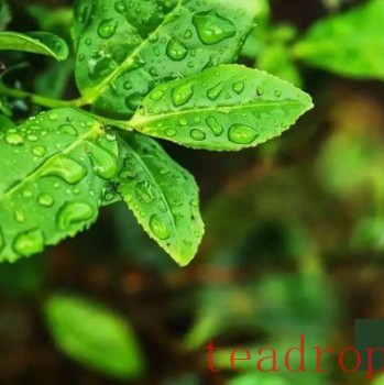 A Brief Discussion on the Shaking Process in Oolong Tea