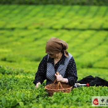 Introduction to Pre-Ming Tea and Not Superstition About Pre-Ming Tea