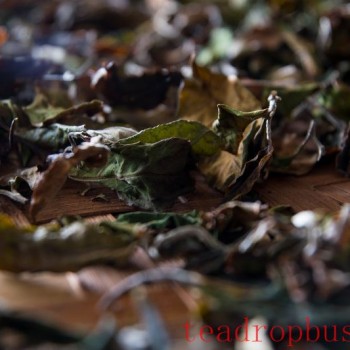 Taoism in Practice: A Brief Discussion of the Processing Techniques for Large-Leaf White Tea from Yunnan