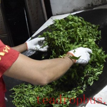 The Meaning of "Killing the Green" in Pu-er Tea