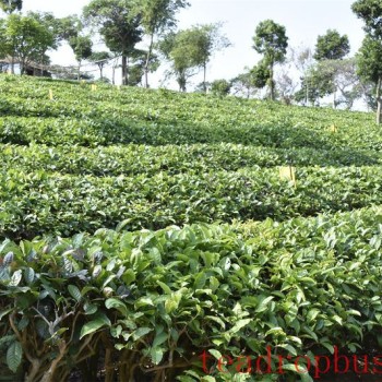Restoring Tea Tree Vigor: Scientific Fertilization for Quality Improvement