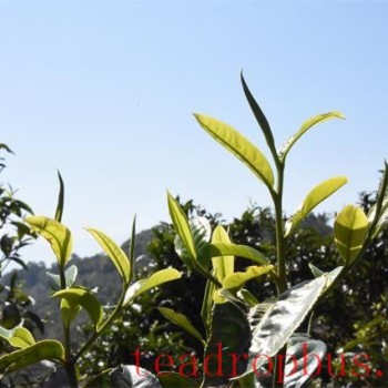 Can I Drink Pu-er Tea in Summer with Poor Digestion?