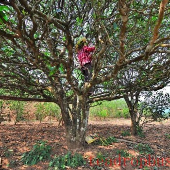 Mangnuo Township: Strengthen Winter Tea Garden Management to Ensure Increased Yields and Income