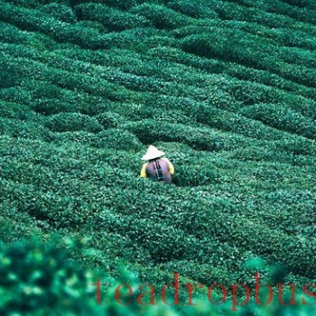 China’s 2024 Tea Export Volume Up, Prices Down