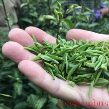 Price of West Lake Longjing Spring Tea 2024 per Pound