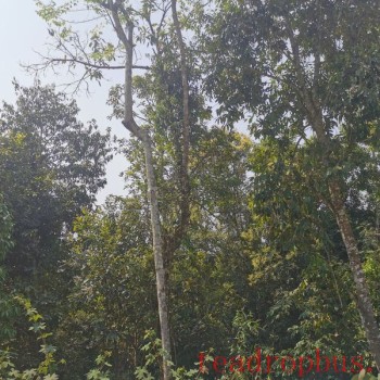 Where is Yi Wu Doyi Tree Located?