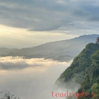 Pingshan County-s Longhua Town: Enhanced Quality and Efficiency Yield New Greenery, Summer and Autumn Tea Bountiful Harvests