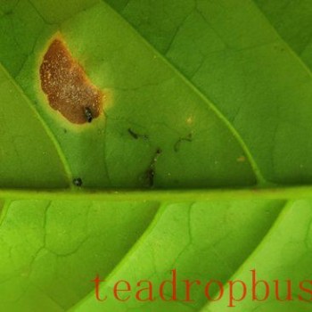 Leveraging Deep Learning for Instant Coffee Disease Identification