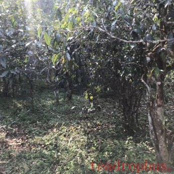 The Characteristics of the Ancient Tree Tea from Radar Mountain