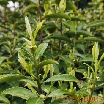 Guidance on Spring Tea Production in Jiangsu Province for 2024