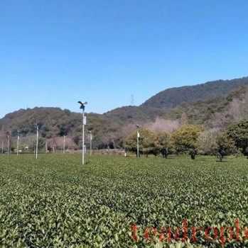 Teagarden Management: Remediation Measures for Soil Acidification in Teagardens