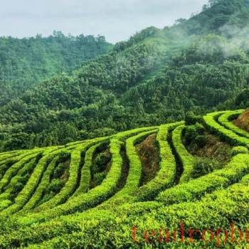 The Important Active Substance in Dark Tea —— Tea Pigments!