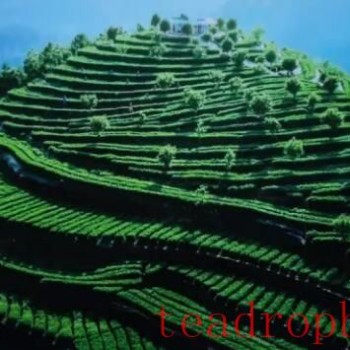 Times and Light: Hundred Stories of Sichuan – Entering the Basalt Cloud Sea Rich in Selenium Tea Base in Sanqing Temple Village, Gujun Town, Wanyuan City